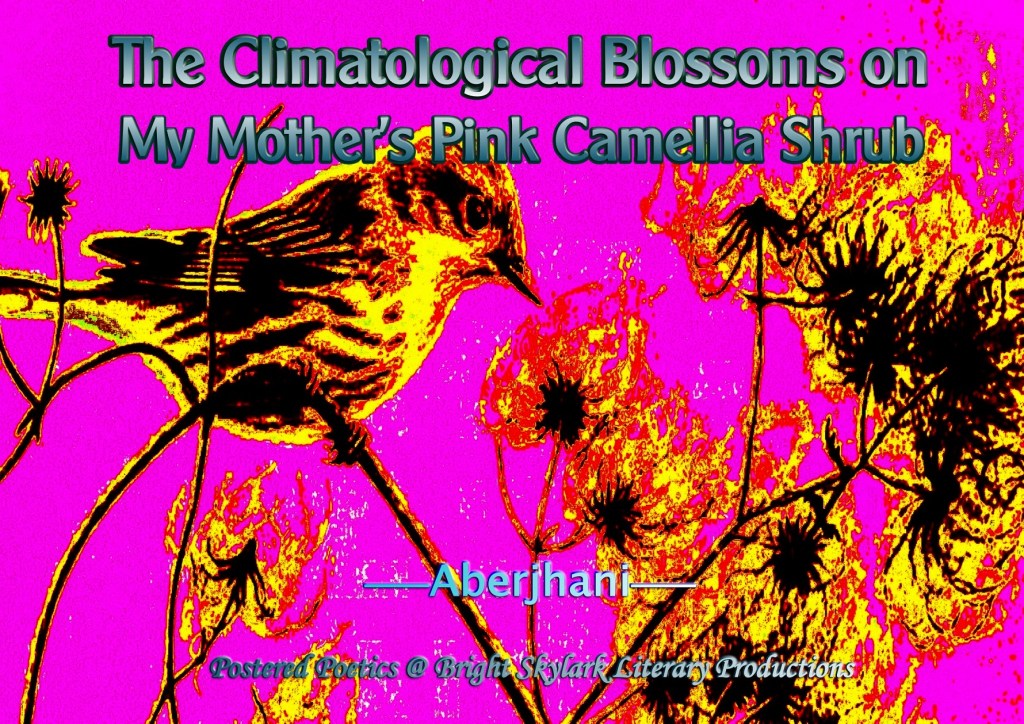 The Climatological Blossoms on My Mother’s Pink Camellia Part 1 of 2